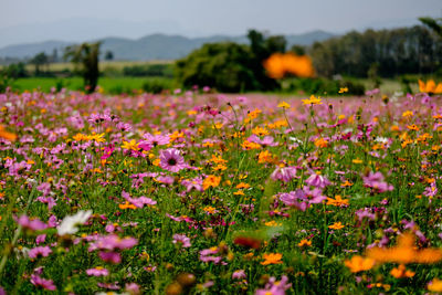 Close-up of purple flowering plants on field