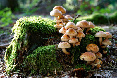 Close-up of mushrooms growing on tree