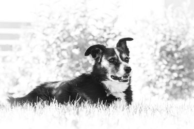 Dog looking away on field