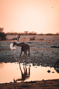 A giraffe drinking at a watering hole in etosha national park in namibia at sunset 