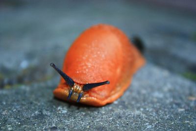 Close-up of snail on ground