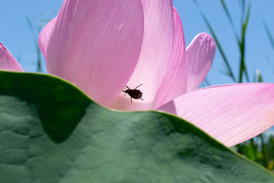 Close-up of insect on pink flower