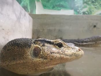 Close-up of lizard
