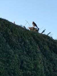 Low angle view of bird perching on grass against clear sky