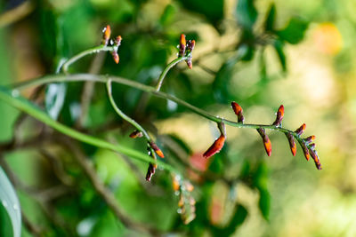 Beautiful closeup photograph of gladiolus buds with green background.