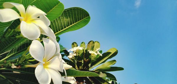 Low angle view of flowering plant against blue sky