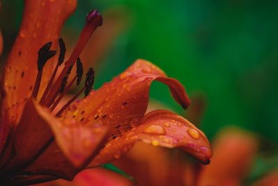Close-up of raindrops on orange flower