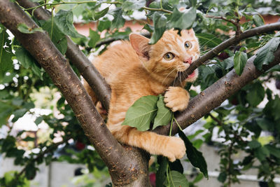 Cat in a tree