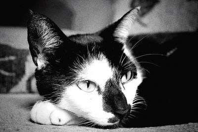 Close-up portrait of a cat