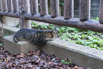 Cat relaxing on a tree