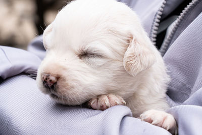 Close-up of puppy sleeping