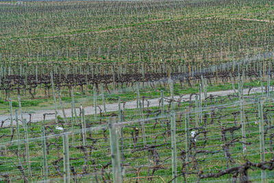 View of vineyard