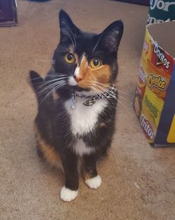 High angle portrait of cat sitting on floor