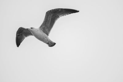 Low angle view of bird flying against clear sky