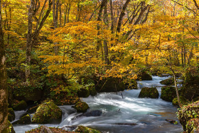 Stream flowing through rocks in forest during autumn