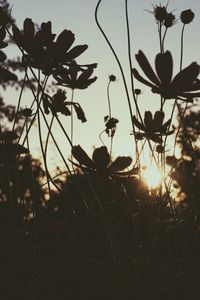 plant