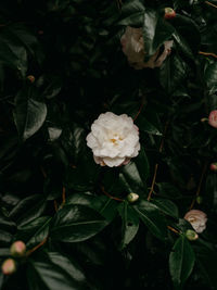 Close-up of white flowering plant