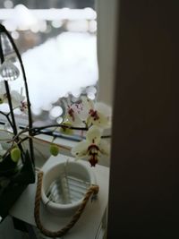 Close-up of white flowers at home