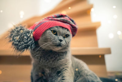 Low angle close-up of cat wearing hat during christmas