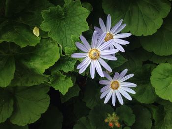 Close-up of flowers blooming outdoors