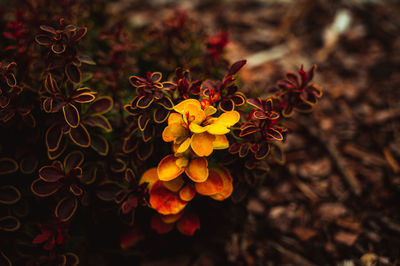 Close-up of yellow flowering plant
