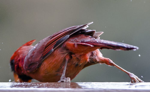 Close-up of bird flying over lake