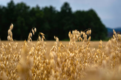 View of stalks in field against sky