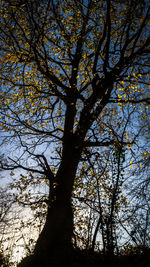 Low angle view of tree against sky
