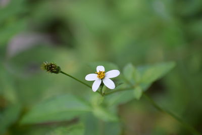 Close-up of white flowering plant