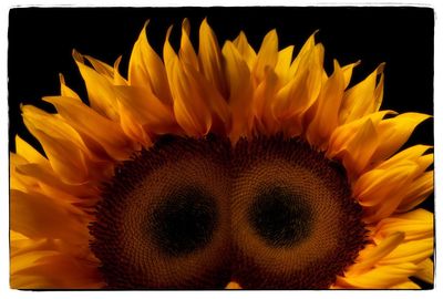 Close-up of sunflower