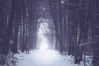 Bare trees in forest during winter