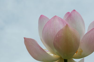 Close-up of pink lotus water lily