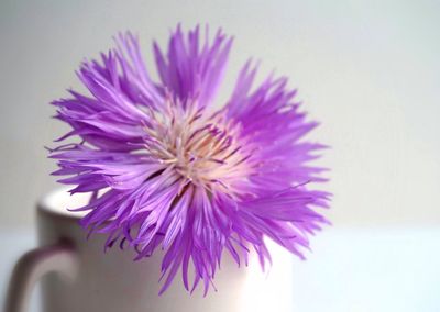 Close-up of purple flower