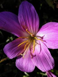 Close-up of pink flower