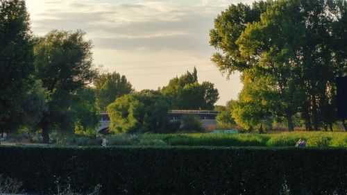 Trees on field against sky