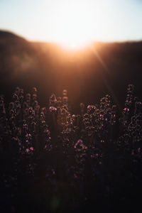 View of flowering plants on field against sky during sunset