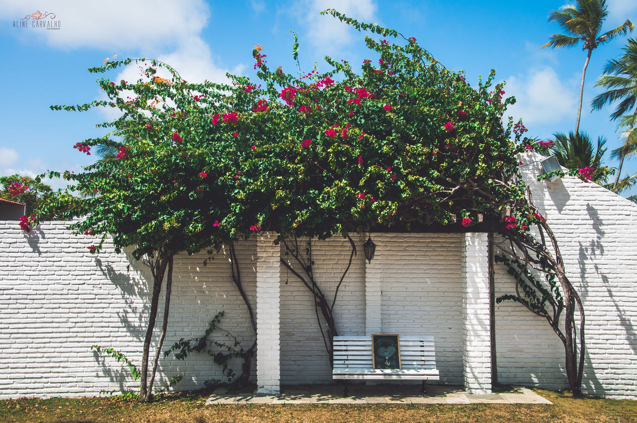 LOW ANGLE VIEW OF FLOWERS AND TREES