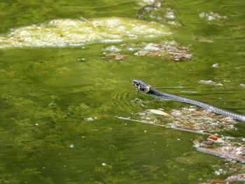 High angle view of snake in lake