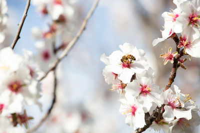 Close-up of white cherry blossom tree