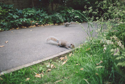 Squirrel crossing an alley