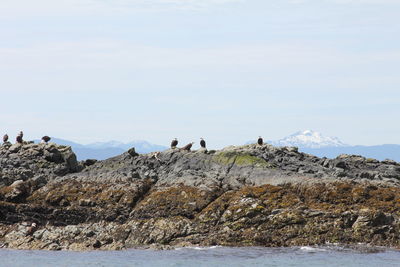 Eagles on rocks by sea against sky