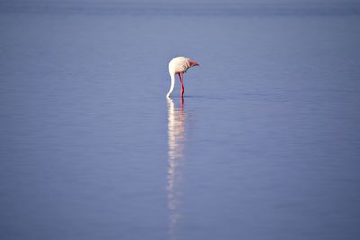 Flamingo searching for food