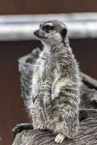 Close-up of looking away