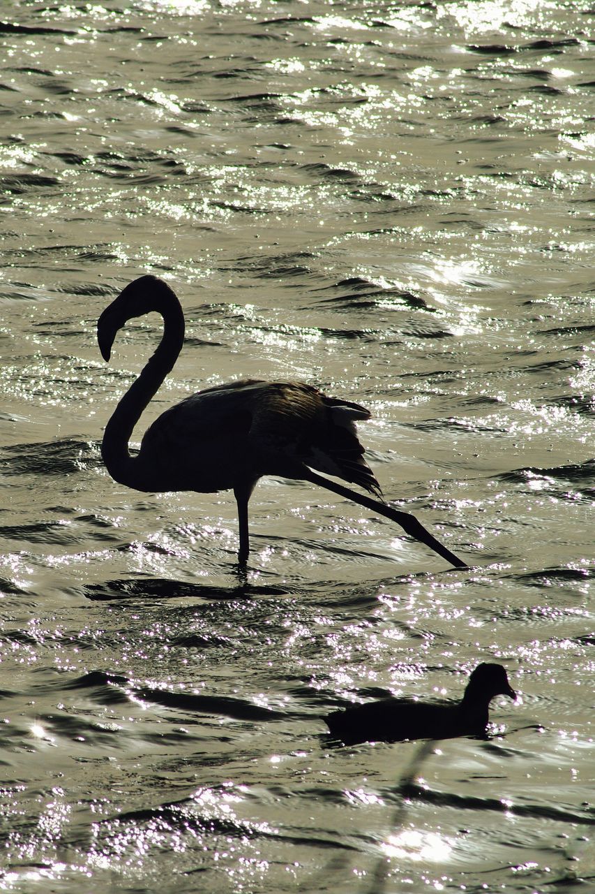 VIEW OF BIRD IN SEA