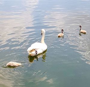 Swans swimming in lake