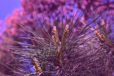 Close-up of purple flower against sky