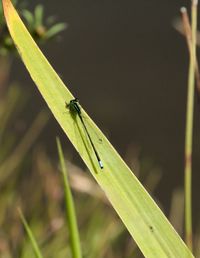 Close-up of insect on grass