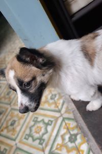 Close-up of dog resting