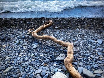 Driftwood on rock in sea