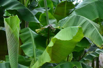 Close-up of banana trees